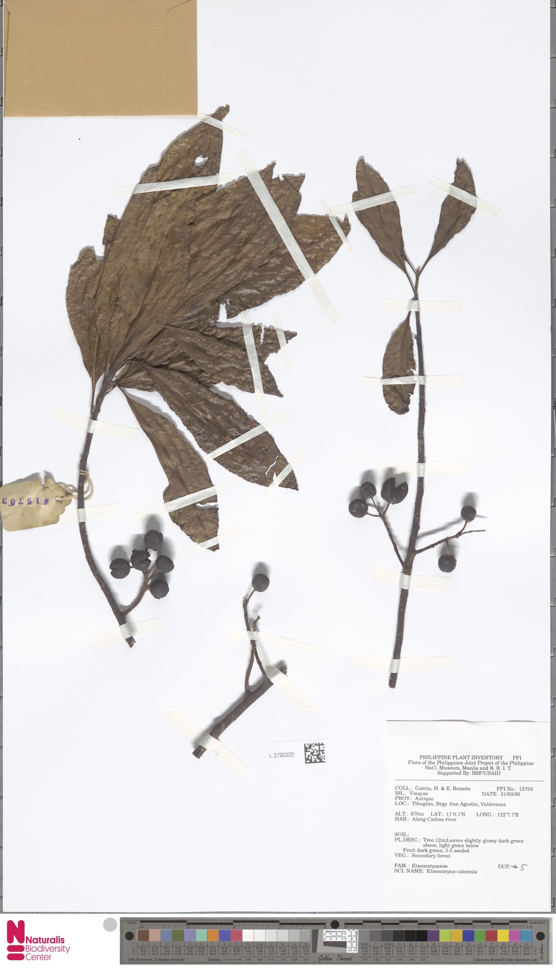 Elaeocarpus calomala