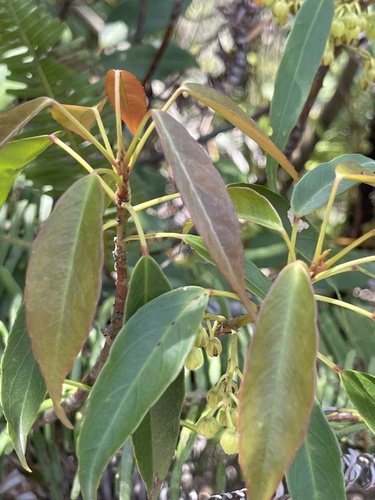 Elaeocarpus chinensis — photo