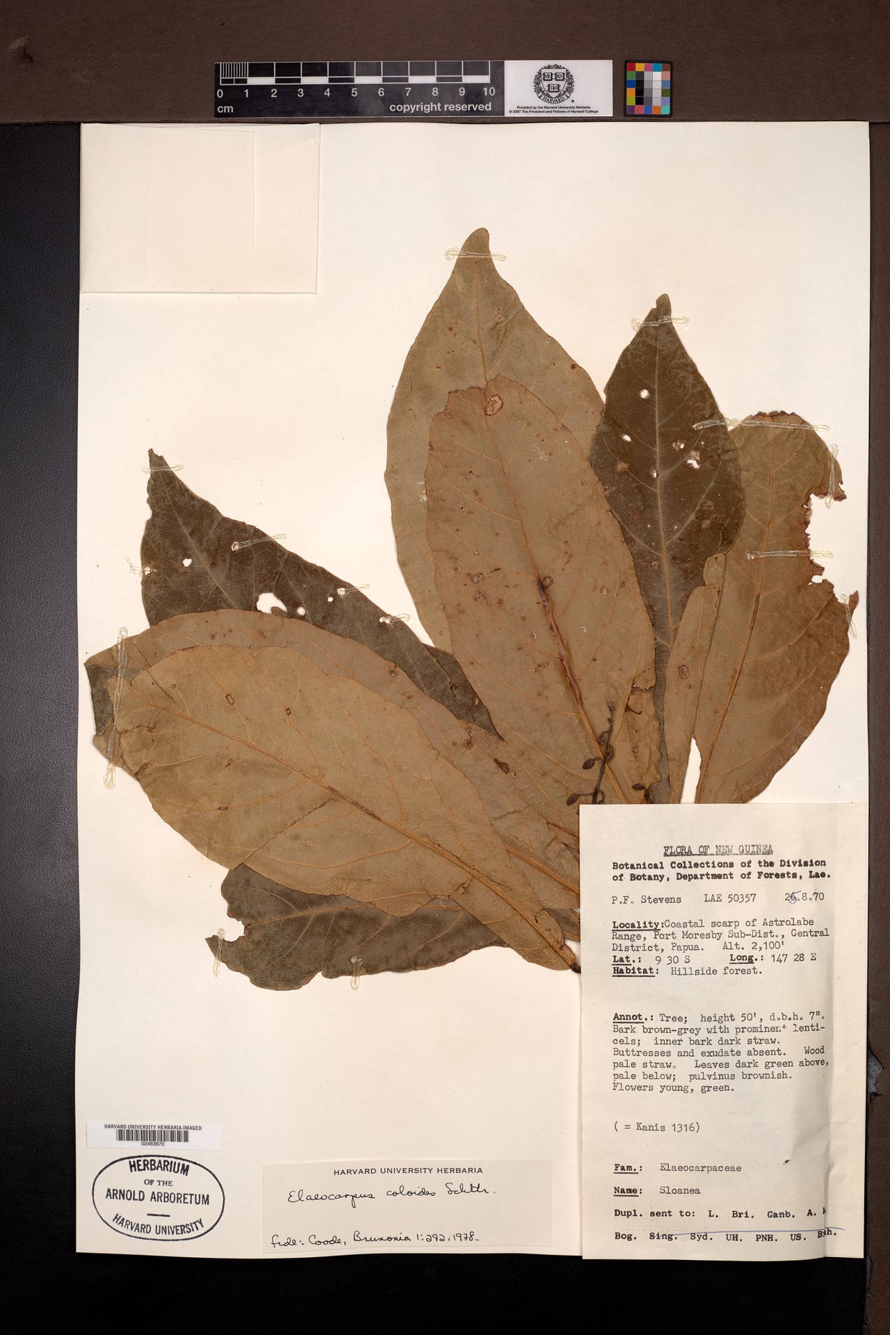 Elaeocarpus coloides — photo