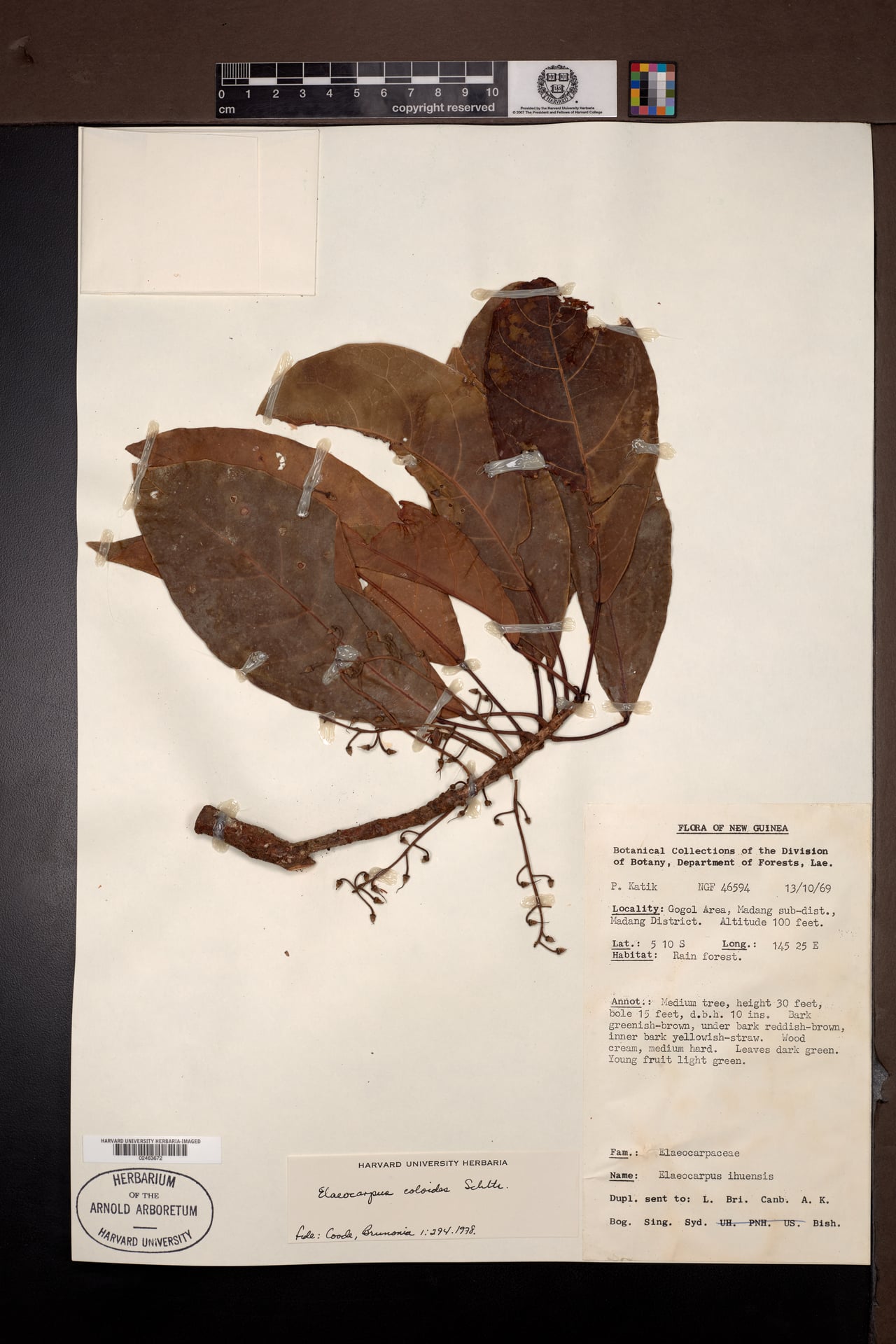 Elaeocarpus coloides — photo
