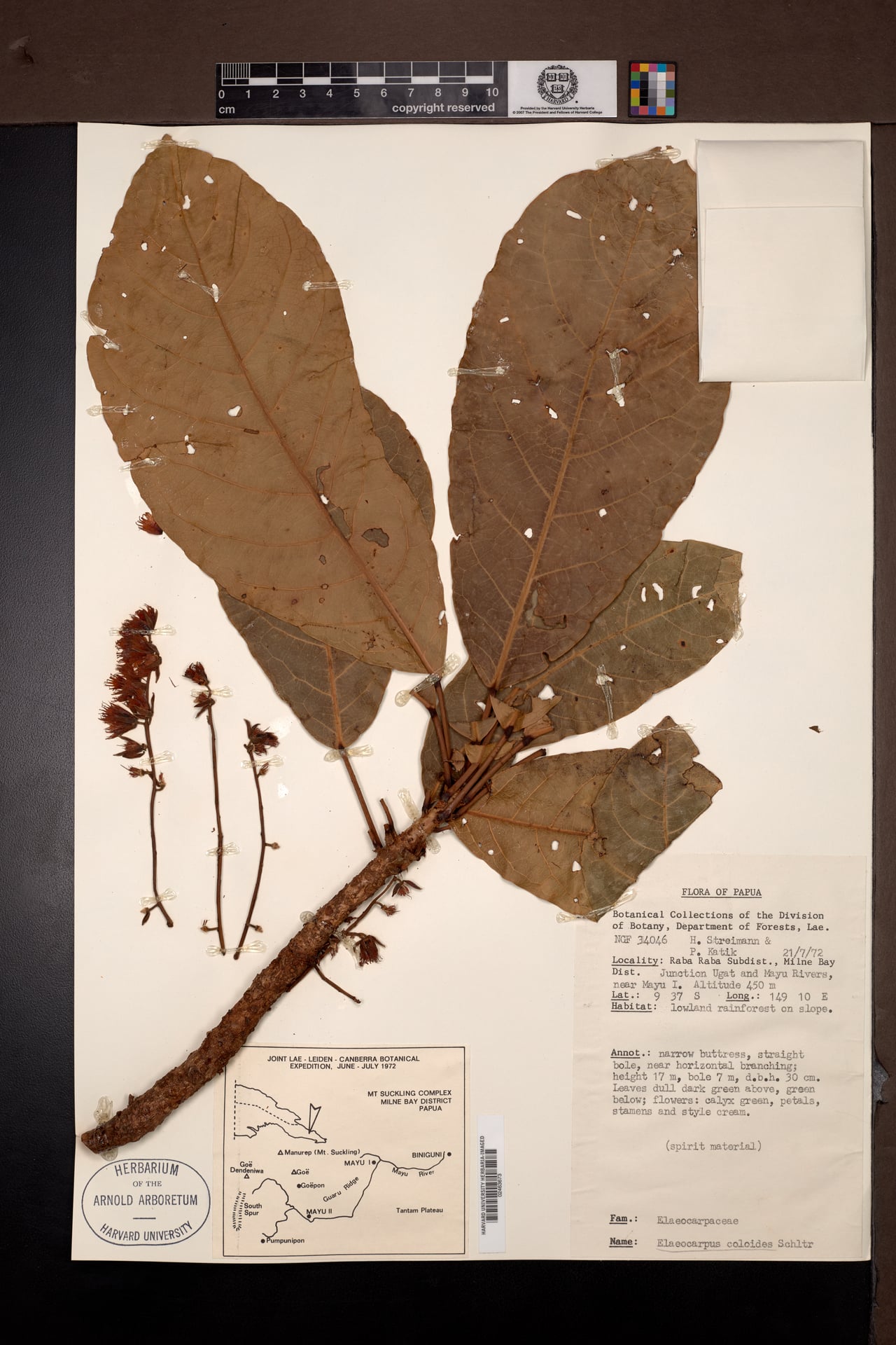 Elaeocarpus coloides