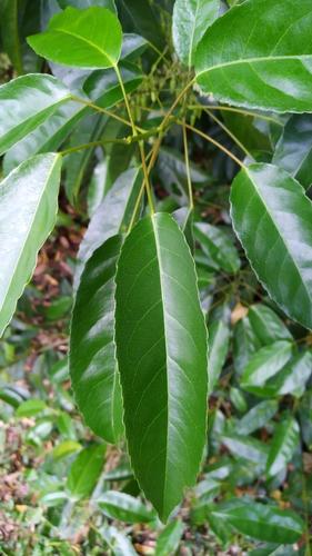 Elaeocarpus culminicola (Qandong) — photo