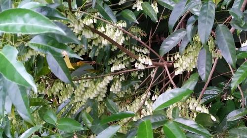 Elaeocarpus culminicola (Qandong) — photo