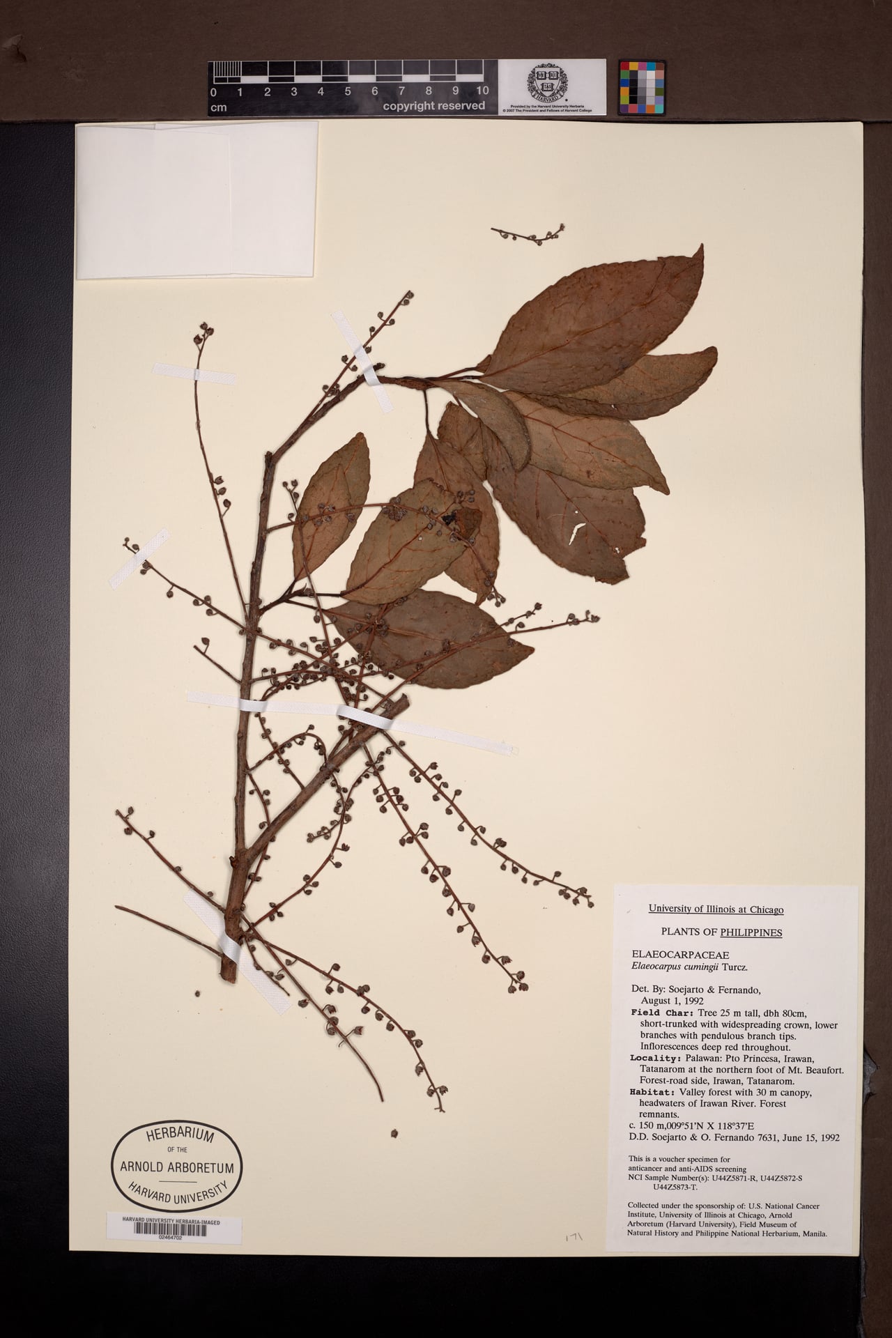 Elaeocarpus cumingii (Hunggo) — photo