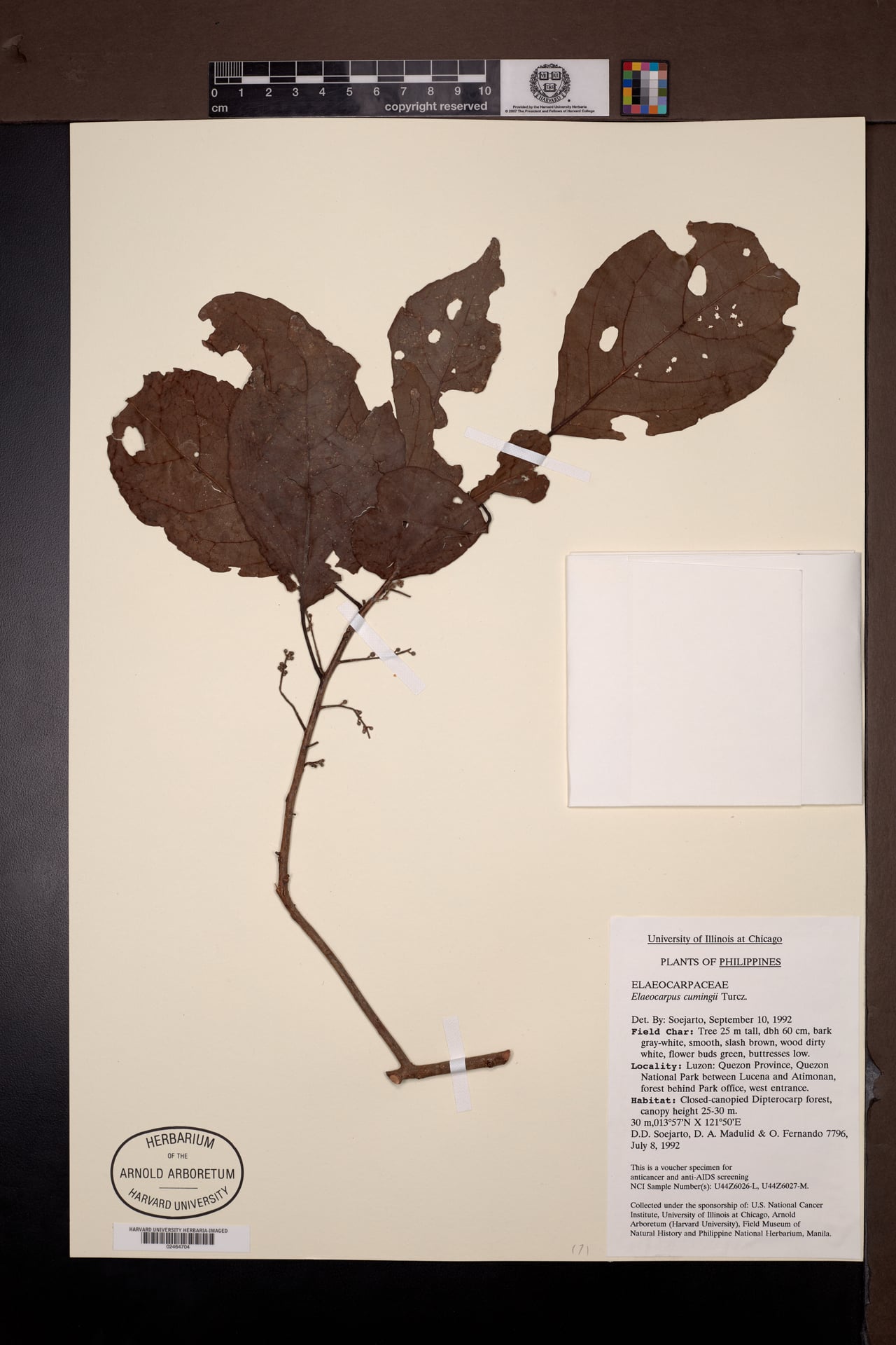 Elaeocarpus cumingii (Hunggo) — photo