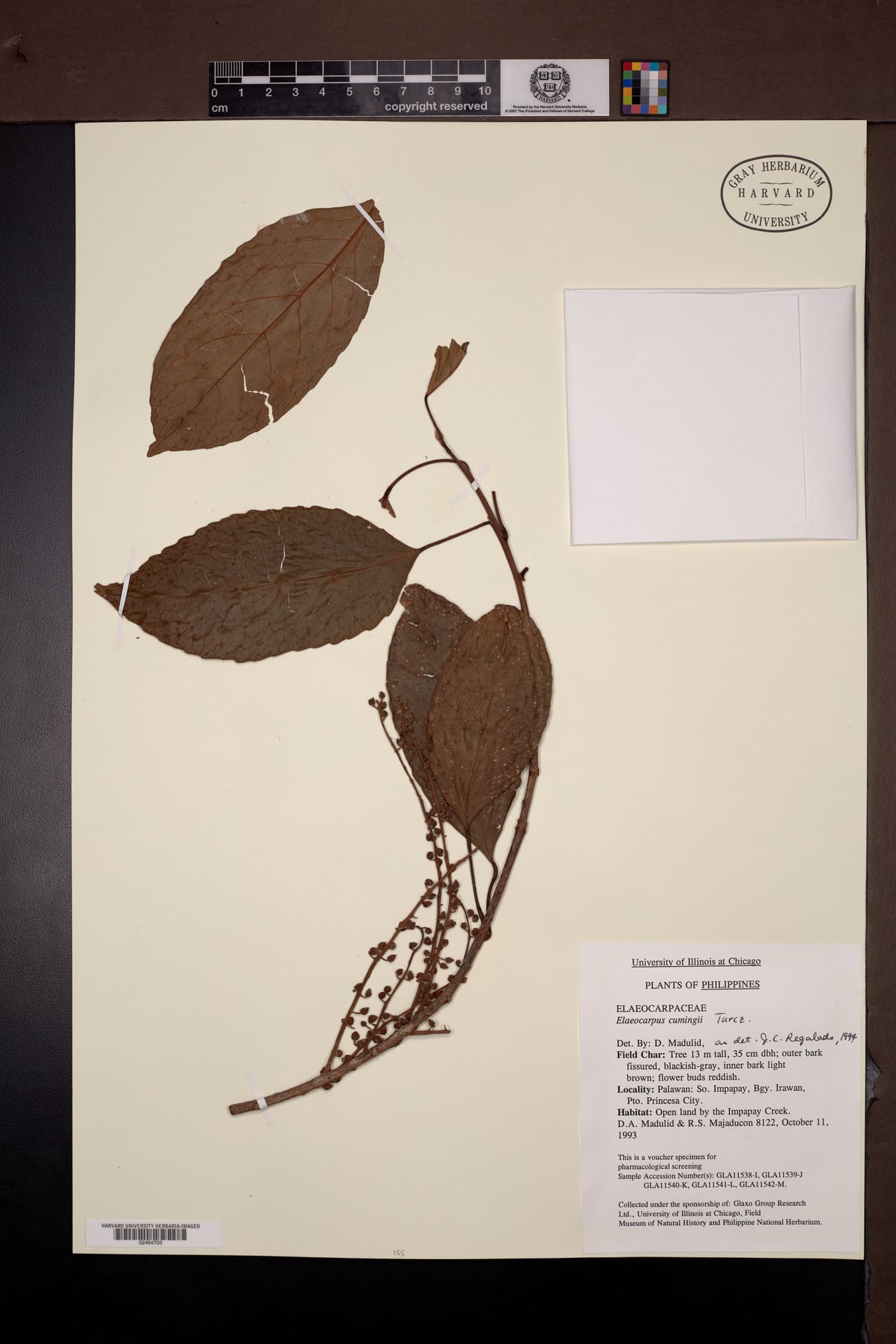 Elaeocarpus cumingii
