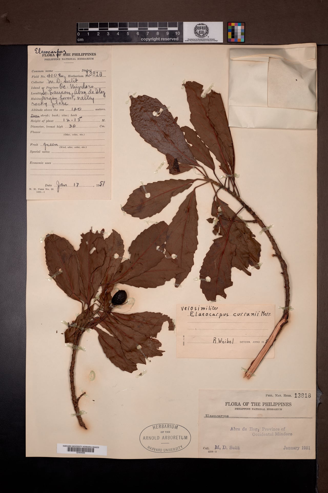 Elaeocarpus curranii — photo
