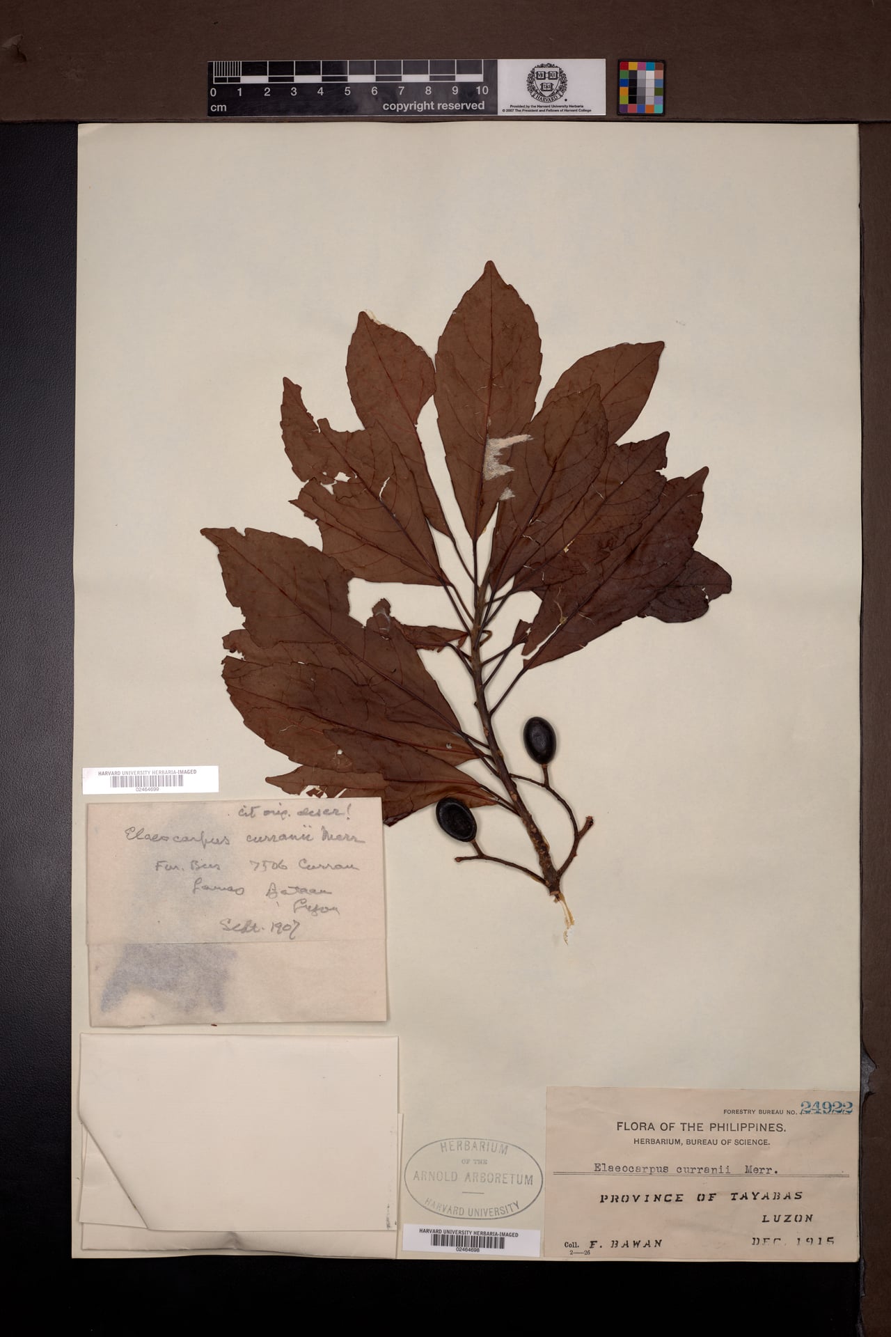 Elaeocarpus curranii — photo