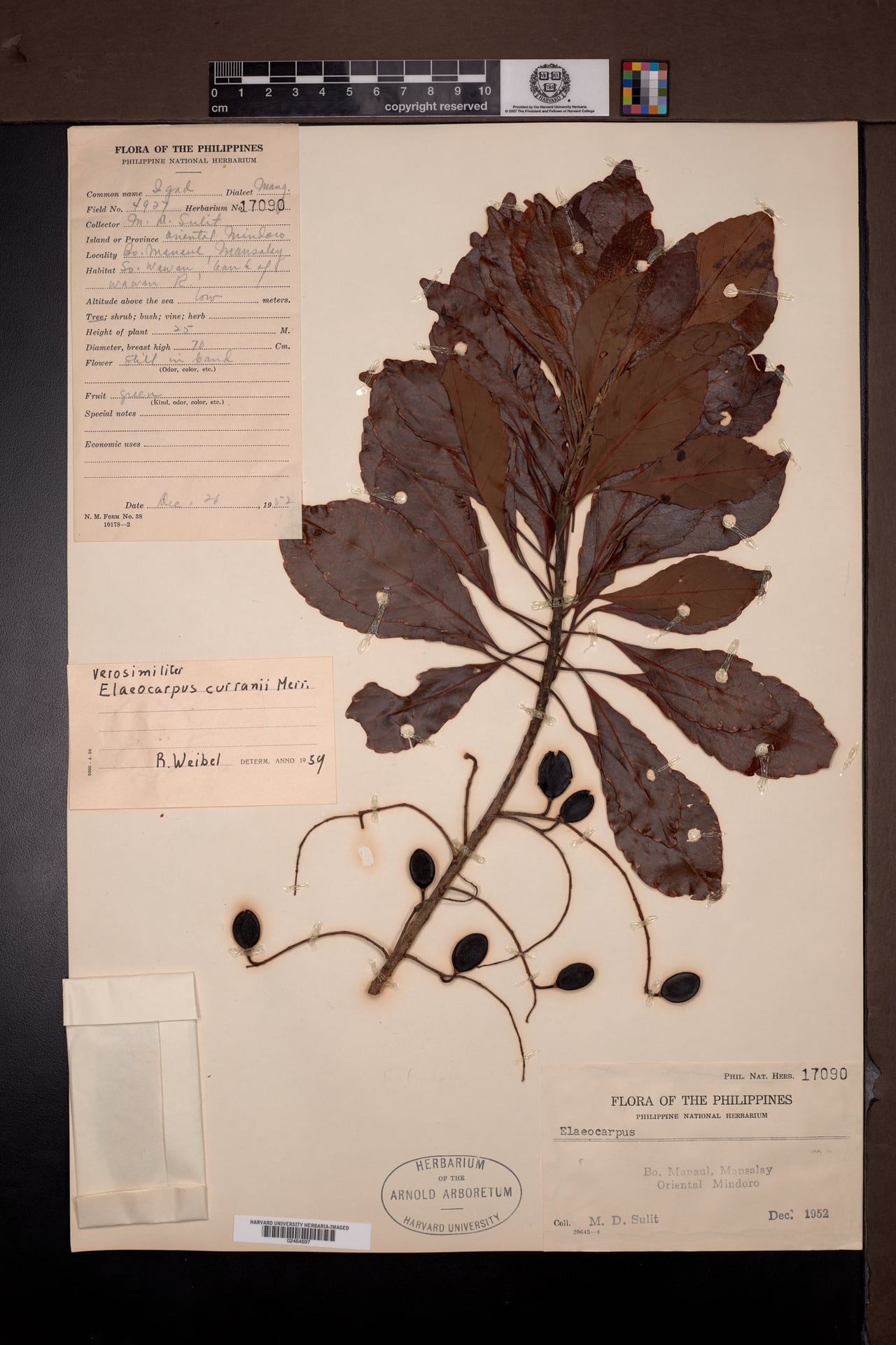 Elaeocarpus curranii