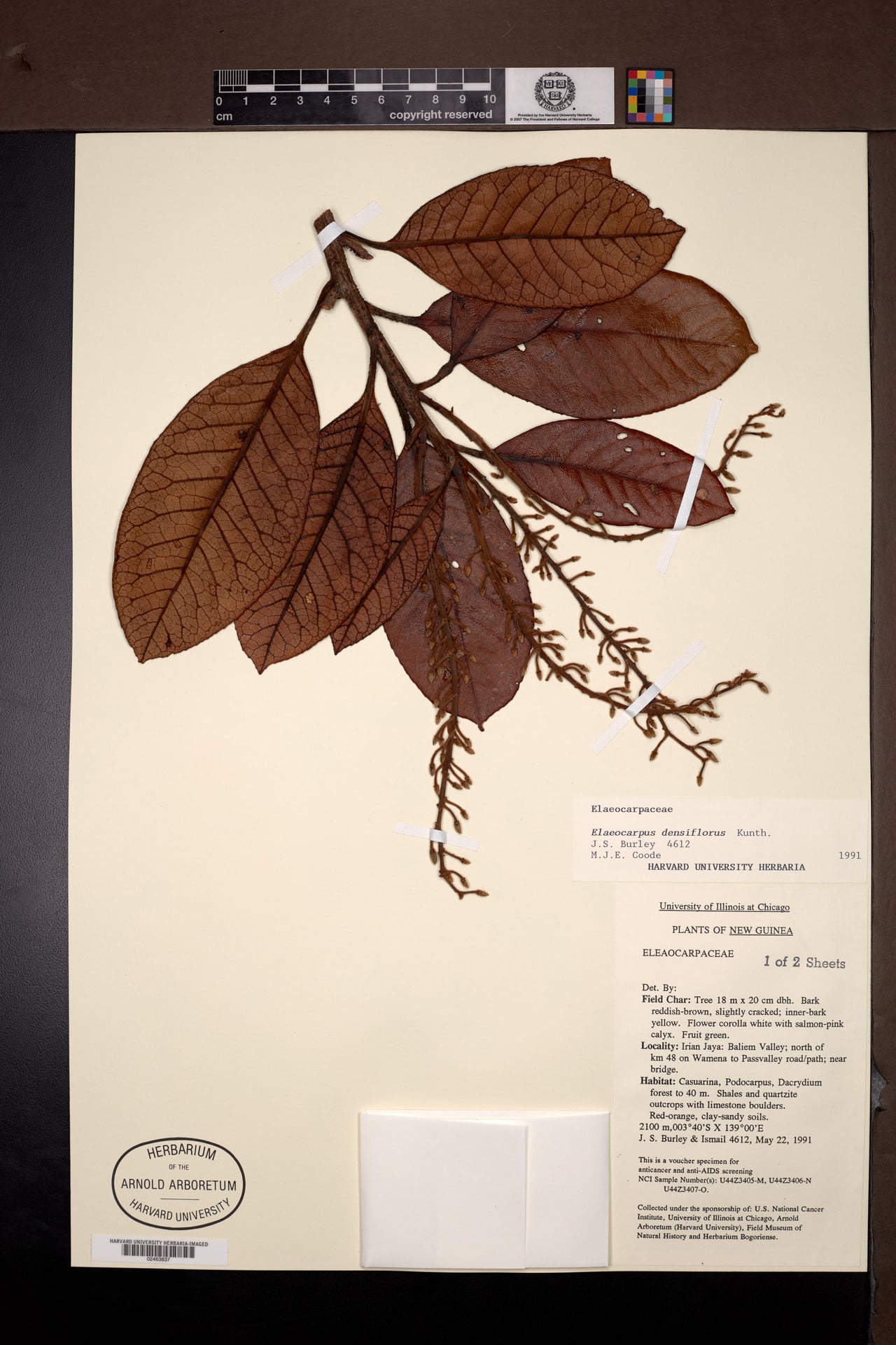 Elaeocarpus densiflorus — photo