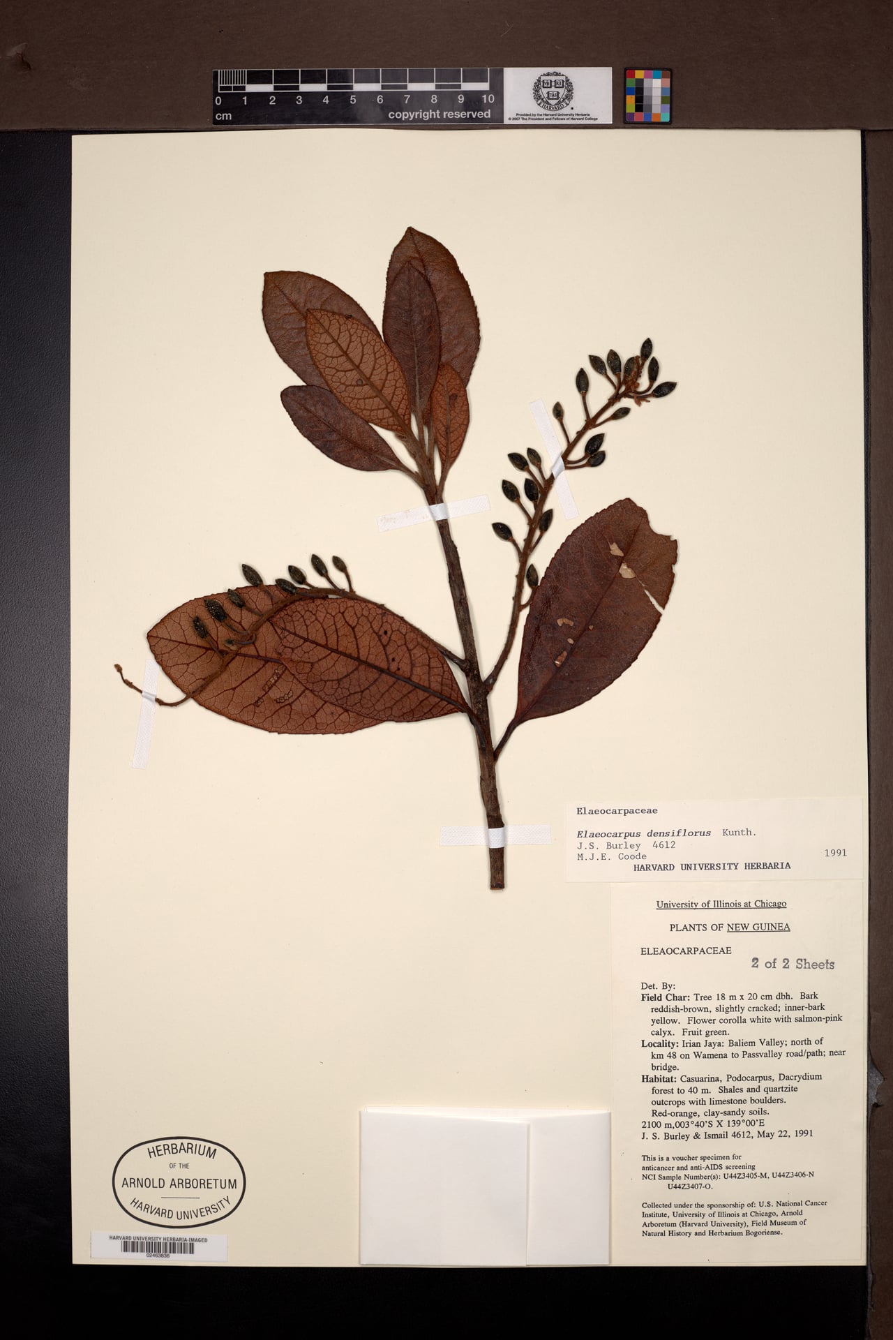Elaeocarpus densiflorus — photo