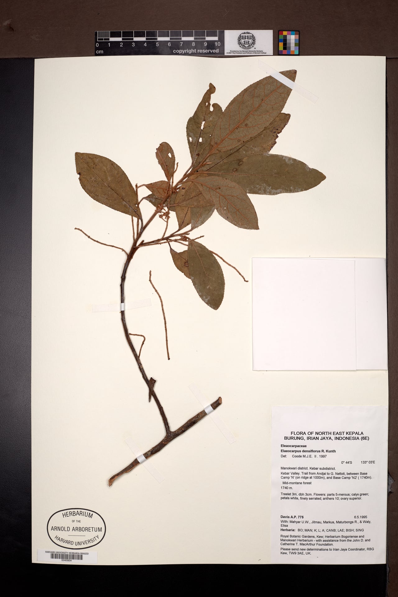 Elaeocarpus densiflorus