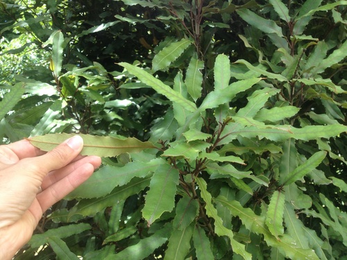 Elaeocarpus dentatus (Hinau) — photo
