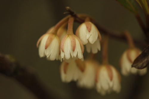 Elaeocarpus dentatus (Hinau) — photo