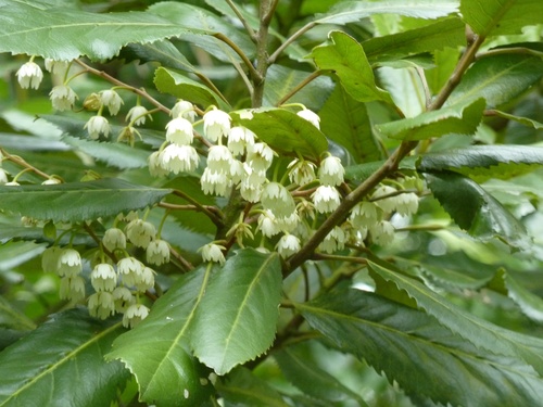 Elaeocarpus dentatus