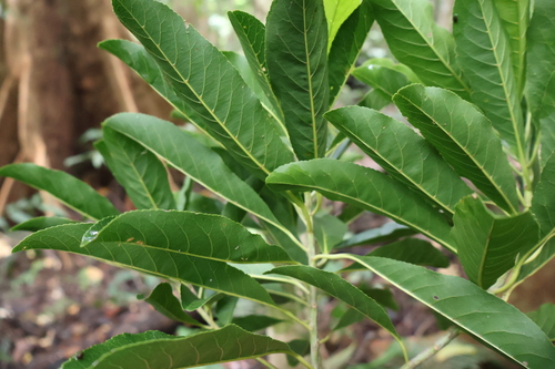 Elaeocarpus dolichostylus — photo