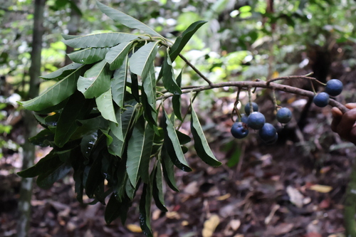 Elaeocarpus dolichostylus