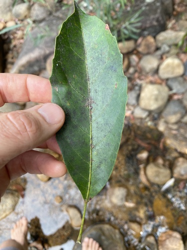 Elaeocarpus eumundi (Eumundi quandong) — photo