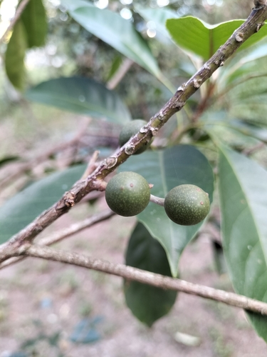 Elaeocarpus eumundi (Eumundi quandong) — photo