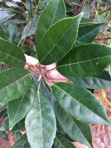 Elaeocarpus eumundi