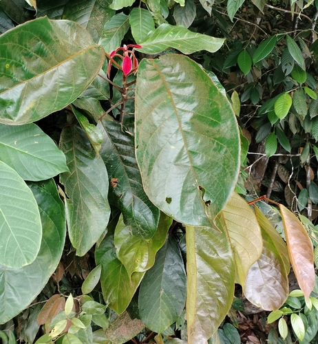 Elaeocarpus ferrugineus — photo