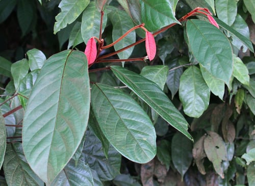 Elaeocarpus ferrugineus