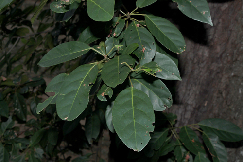 Elaeocarpus floribundus (Indian olive) — photo