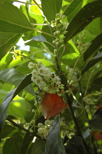 Elaeocarpus floribundus (Indian olive) — photo