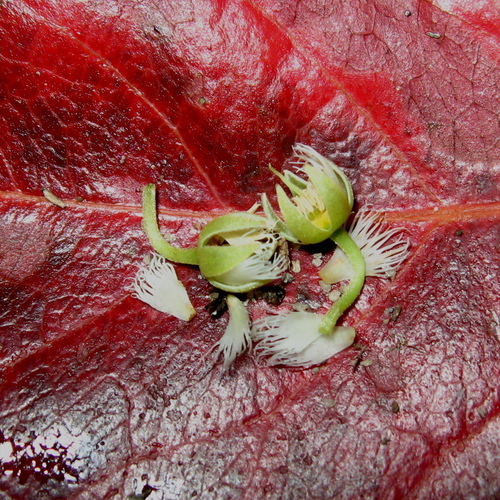 Elaeocarpus floribundus