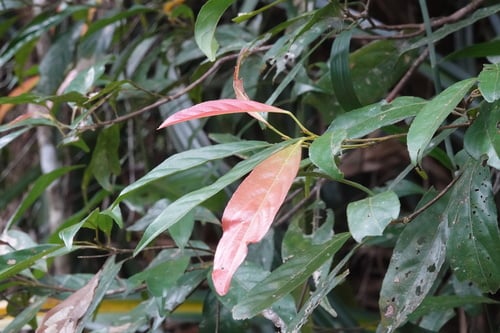 Elaeocarpus foveolatus (Northern Qandong) — photo
