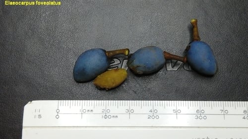 Elaeocarpus foveolatus