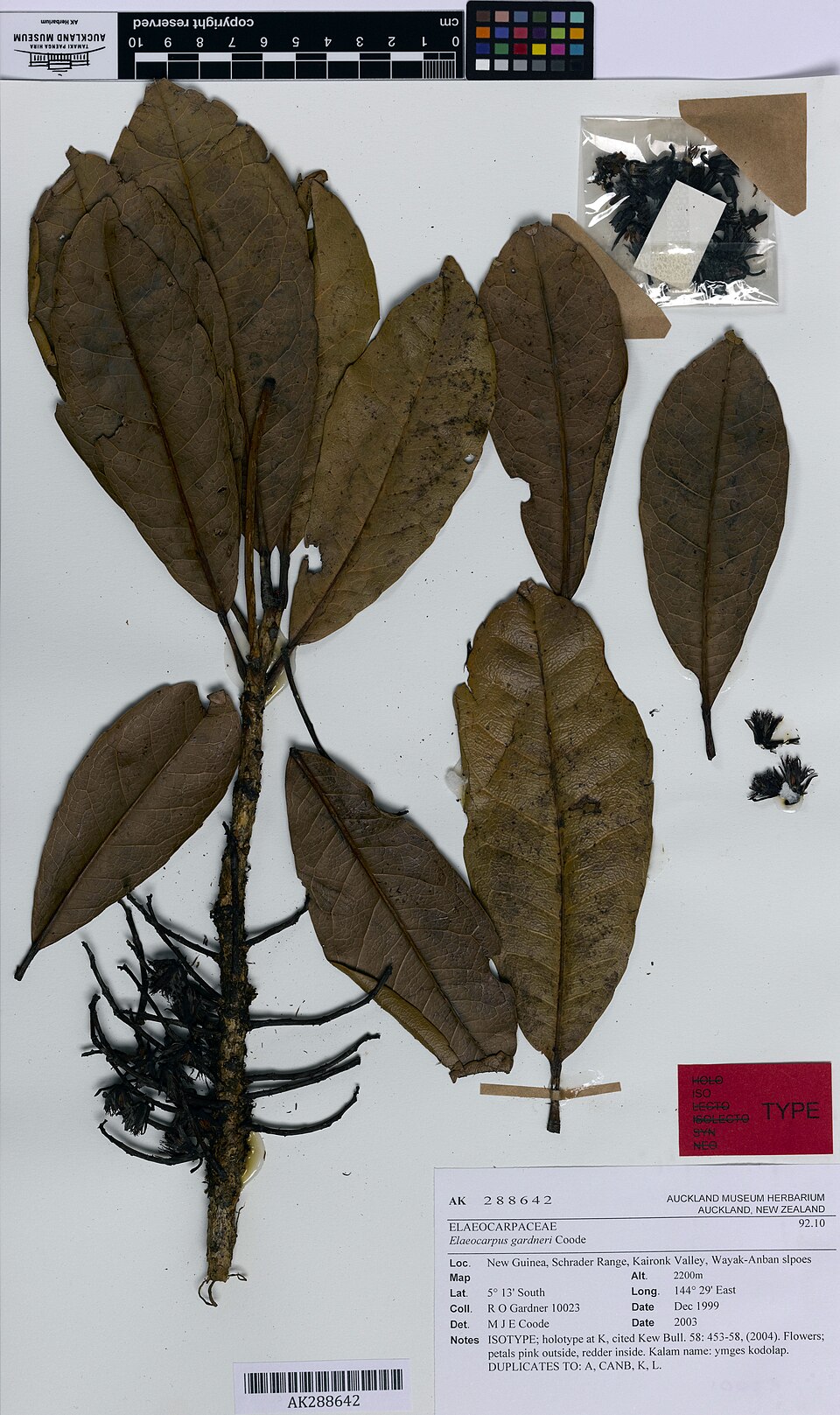 Elaeocarpus gardneri — photo