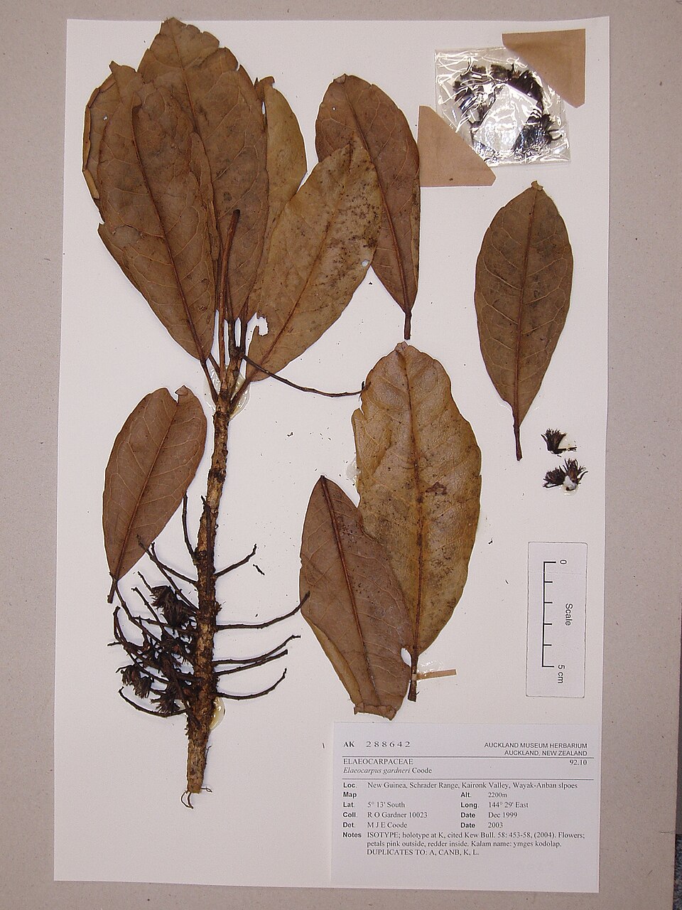Elaeocarpus gardneri