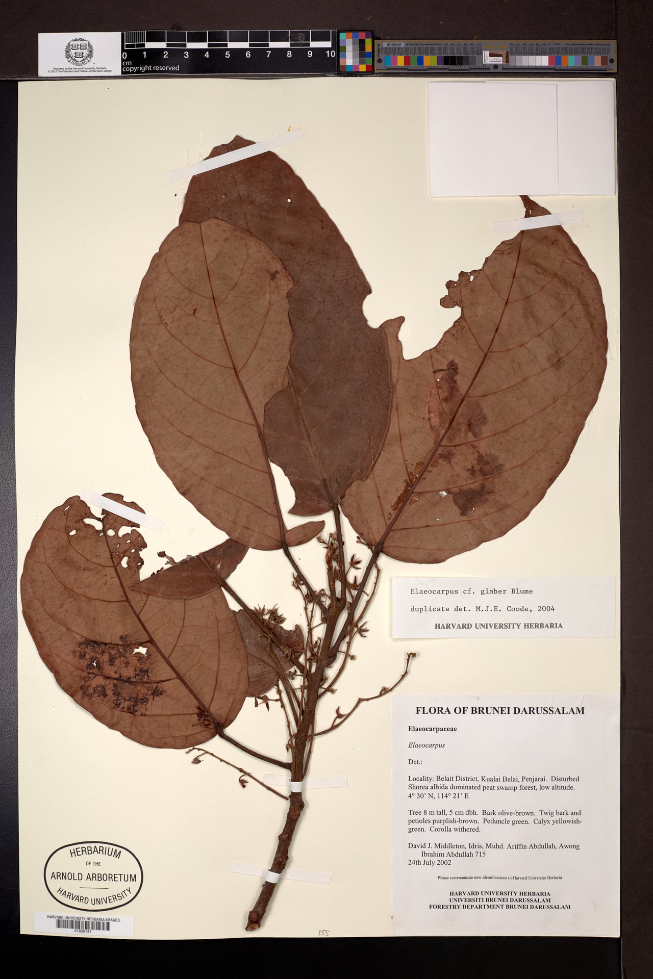 Elaeocarpus glaber (Bland quandong tree) — photo