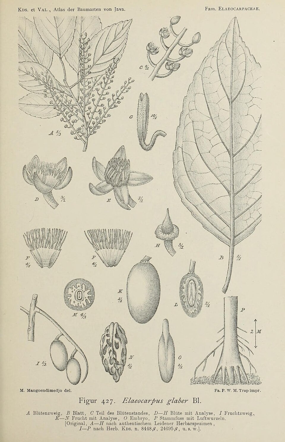 Elaeocarpus glaber