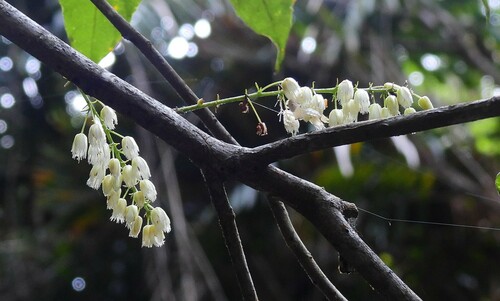 Elaeocarpus grahamii (Qandong) — photo