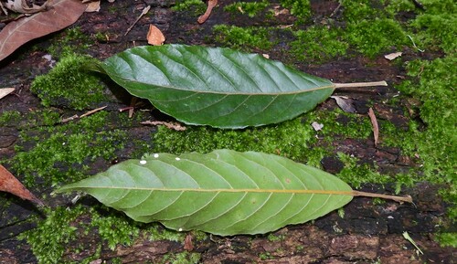 Elaeocarpus grahamii (Qandong) — photo