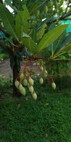 Elaeocarpus grandiflorus (Lily of Valley tree) — photo