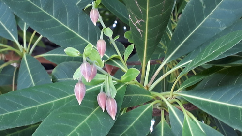 Elaeocarpus grandiflorus (Lily of Valley tree) — photo