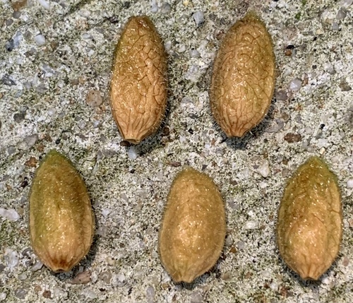 Elaeocarpus griffithii — photo