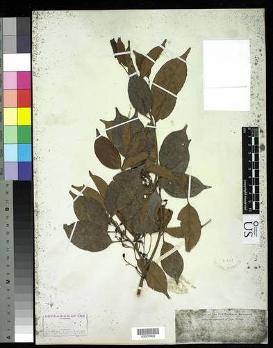 Elaeocarpus griffithii