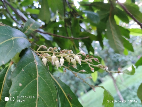 Elaeocarpus hygrophilus — photo
