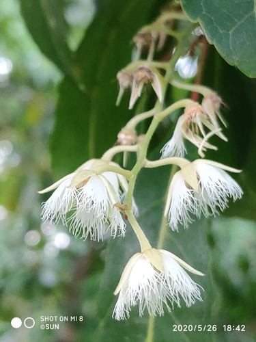 Elaeocarpus hygrophilus — photo