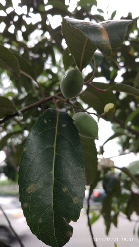 Elaeocarpus hygrophilus