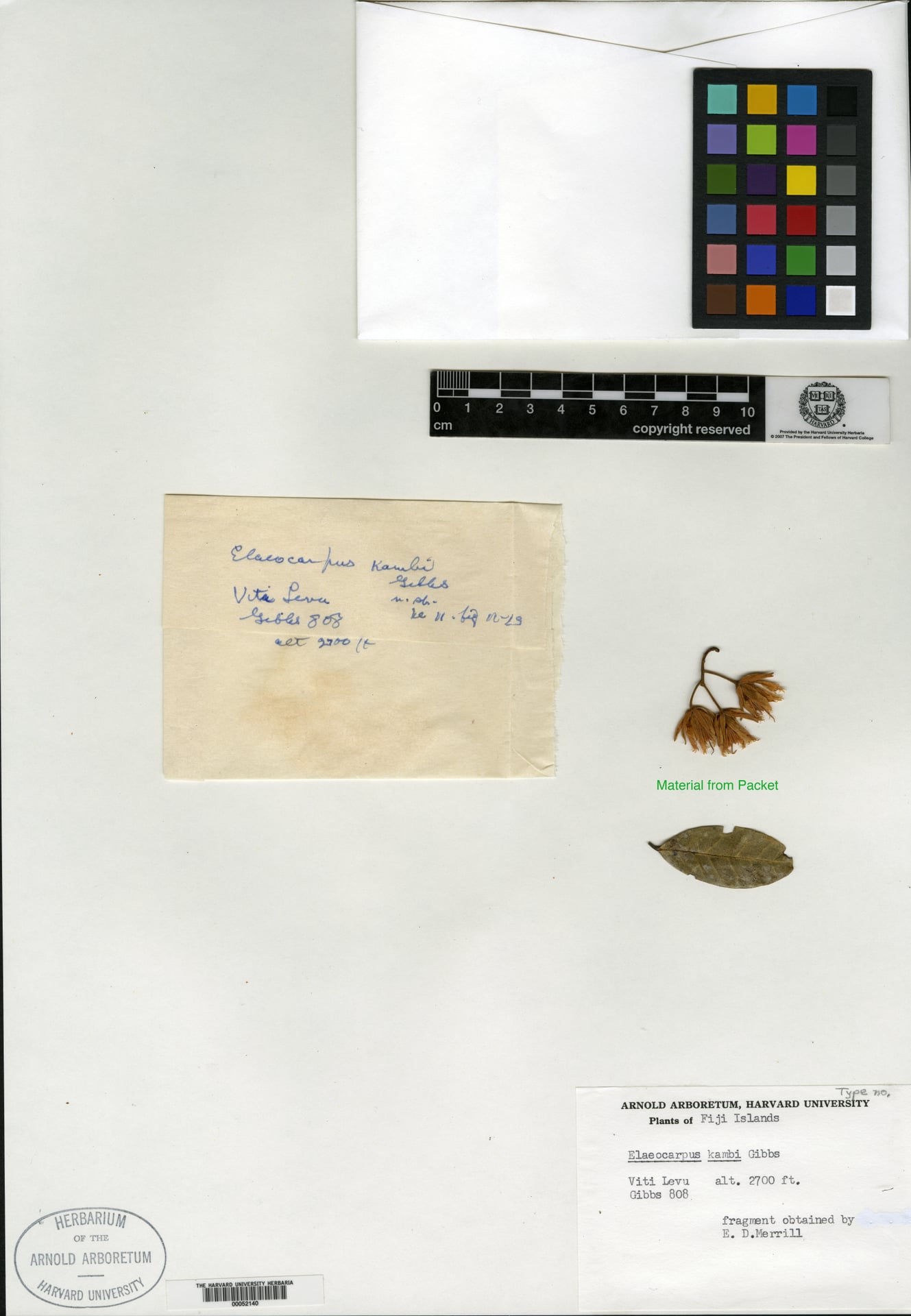 Elaeocarpus kambi