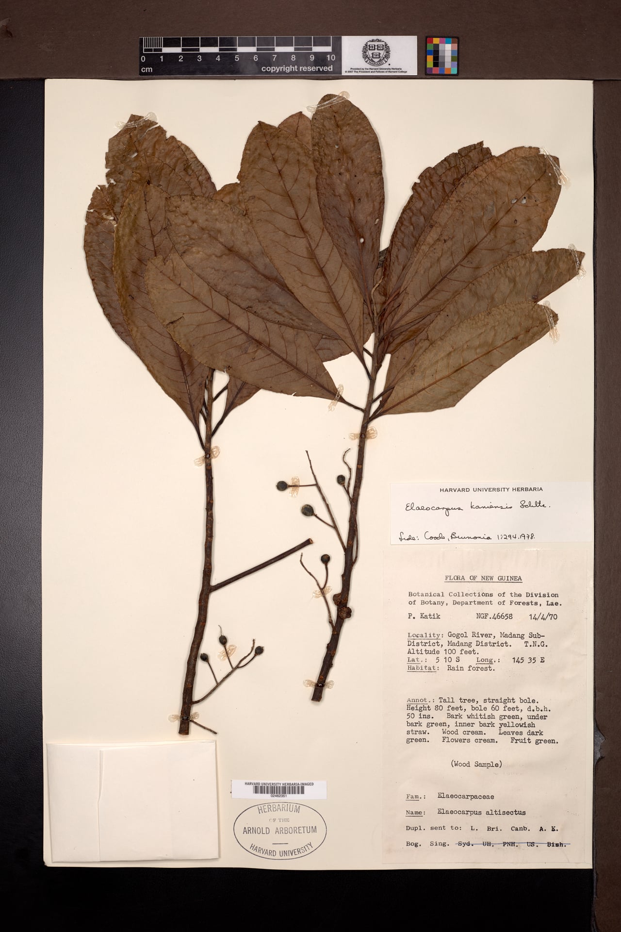 Elaeocarpus kaniensis — photo