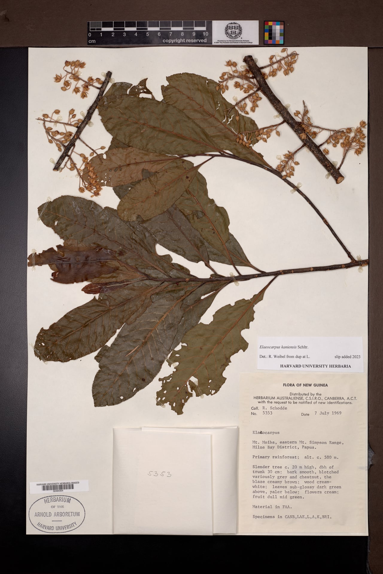 Elaeocarpus kaniensis — photo