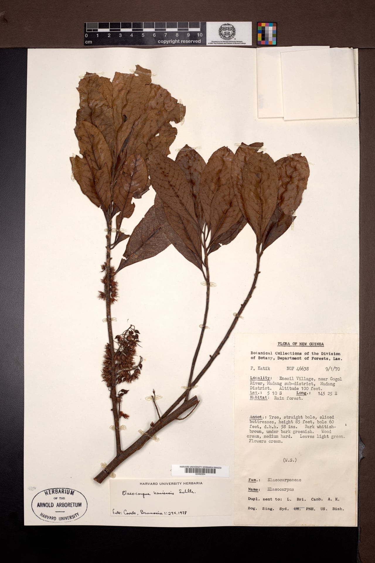 Elaeocarpus kaniensis