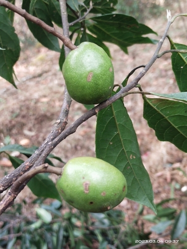 Elaeocarpus lanceifolius — photo