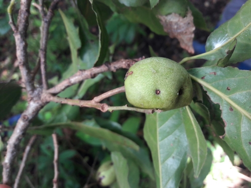 Elaeocarpus lanceifolius — photo